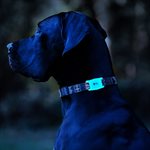 Support de collier pour chien AirTag Case-Mate - Transparent phosphorescent