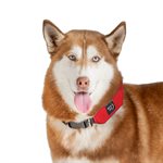 Nite Ize RadDog All-In-One Collar + Leash - Large - Red
